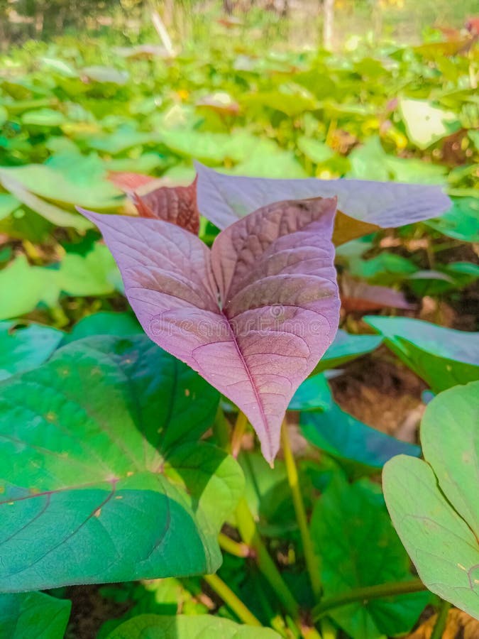 Purple sweet potato leaves stock photo. Image of sweet 294350004