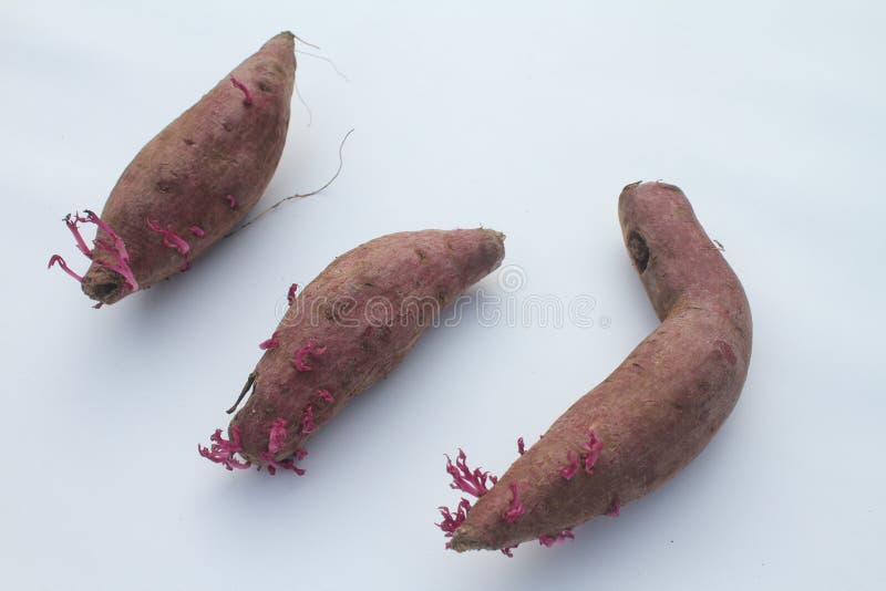Purple Sweet Potato Sprouted New Purple Buds Stock Photo Image of