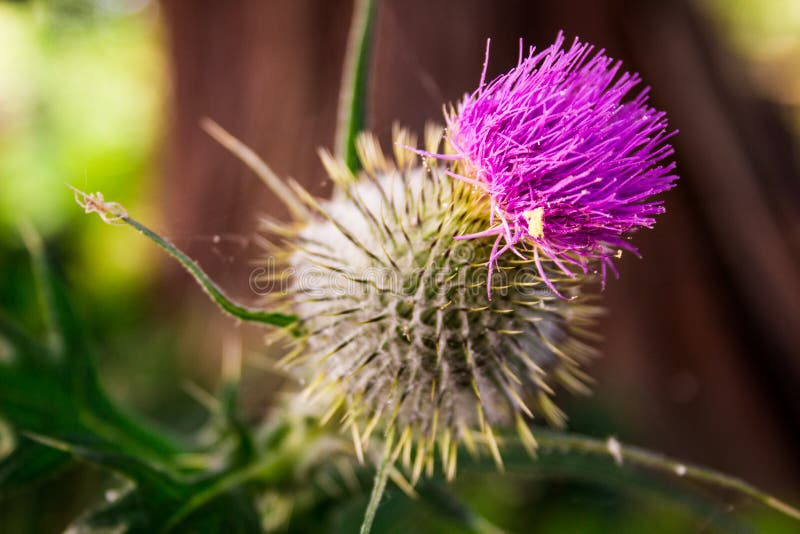 Purple thistle blooming, close up with white flake stock photo Purple thistle blooming, close up with white flake stock photo