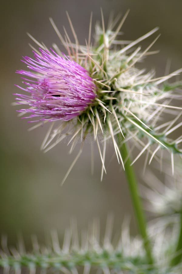 A wonderful (and very sharp) purple colored wild Thistle flower. Shallow depth of field. Beautiful and yet thorny. A wonderful (and very sharp) purple colored wild Thistle flower. Shallow depth of field. Beautiful and yet thorny.