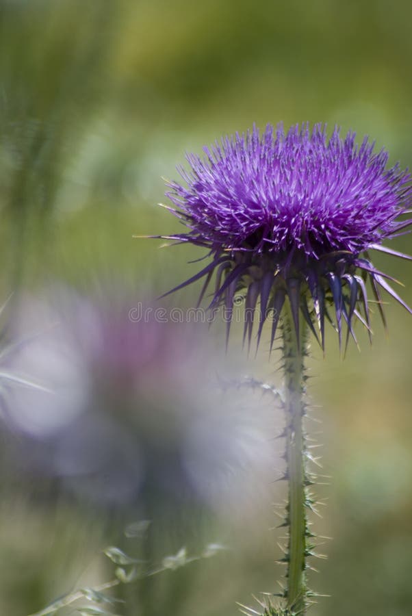 Purple Thistle on Green Background Stock Image - Image of purple
