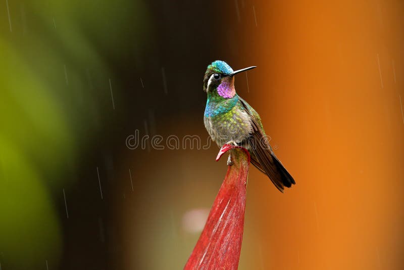 Purple-throated Mountain-gem, Lampornis calolaemus, hummingbird from Costa Rica. Violet throat small bird from mountain cloud fore royalty free stock photography