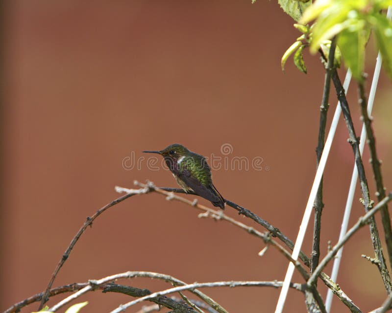 Purple-throated Mountain-gem