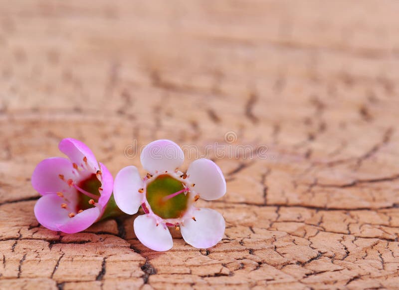 Purple Flowers, Blooming Wisteria Stock Photo Image of kalaubani
