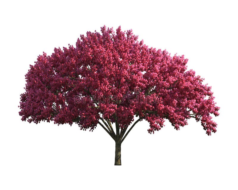 Purple Tree isolated on a white background