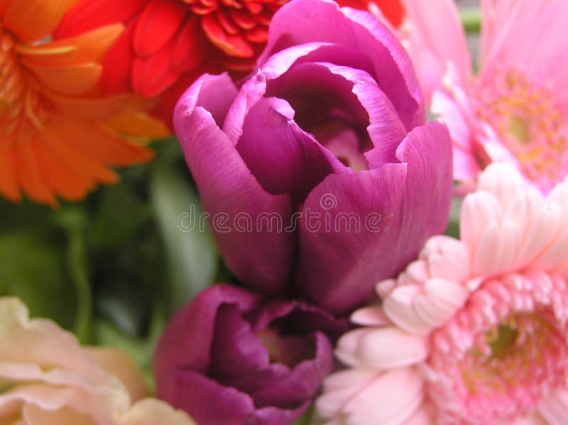 Purple tulip royalty free stock photo Purple tulip royalty free stock photo