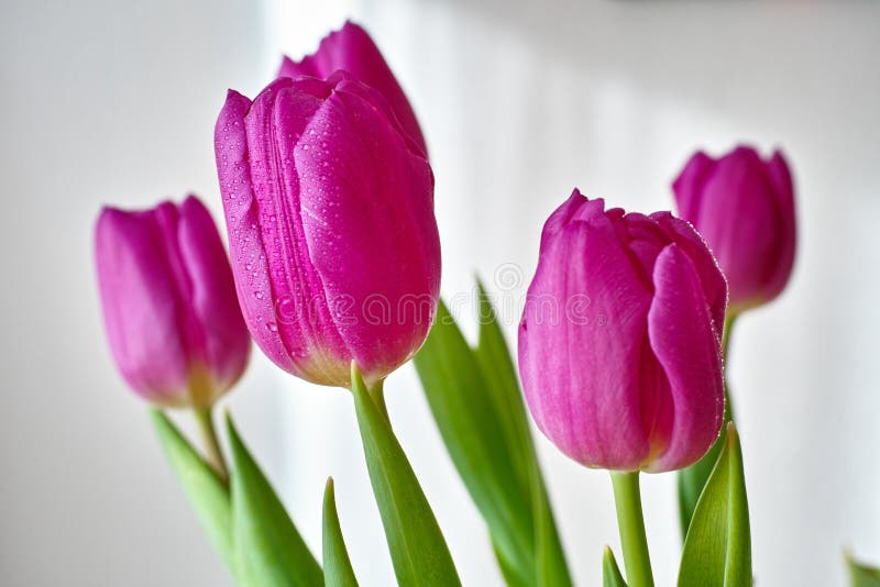 Purplish tulip bouquet, white background