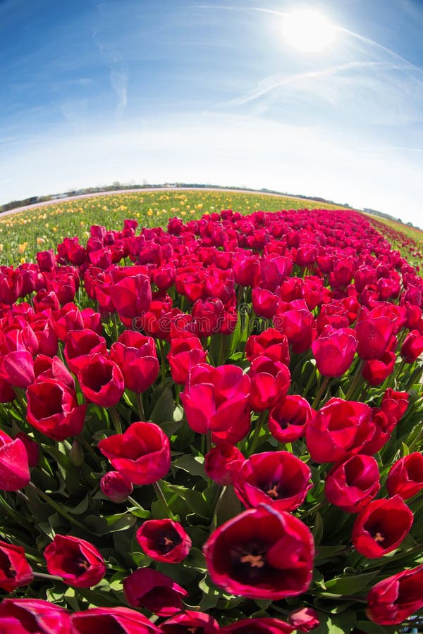 Purple Tulip Fields are Growing Every Year Stock Photo Image of bloom