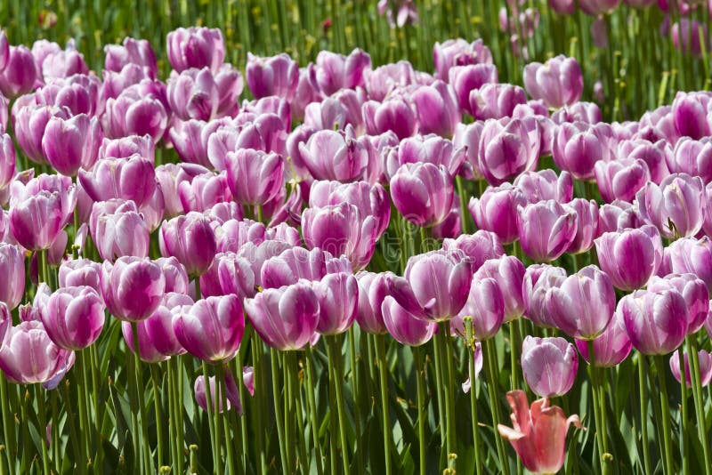Purple tulips stock photo. Image of greenery, nature 24775650