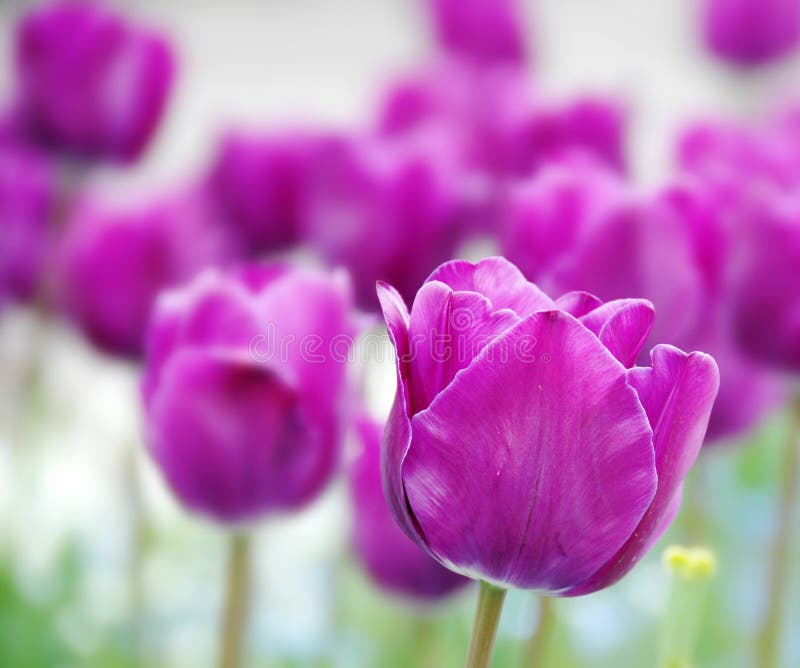 Purple tulips background