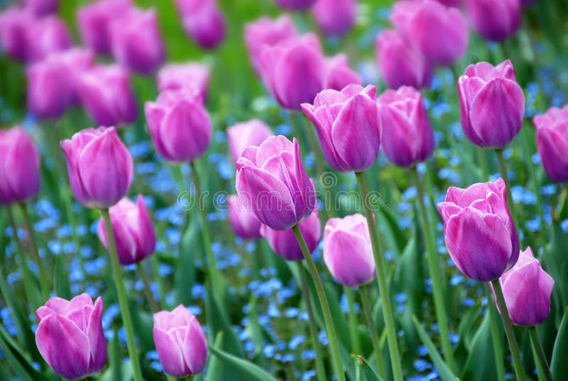 Purple tulips background