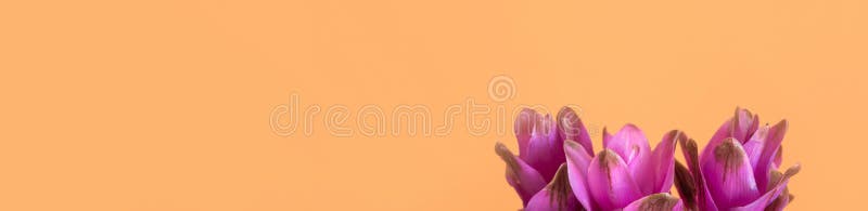 Purple Turmeric Flowers On Orange Background Stock Image Image Of