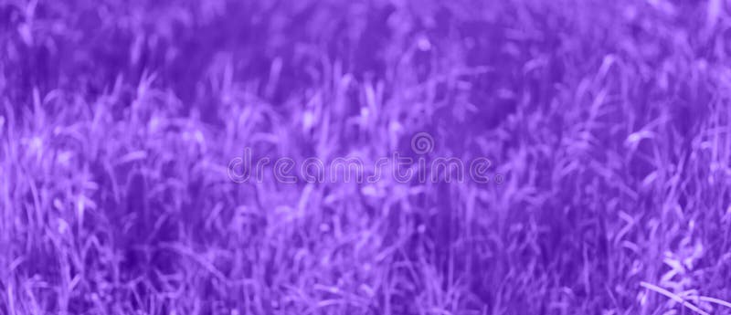 Purple unfocused background, blurred grass, summer, spring abstract background, toned violet photo royalty free stock photography Purple unfocused background, blurred grass, summer, spring abstract background, toned violet photo royalty free stock photography