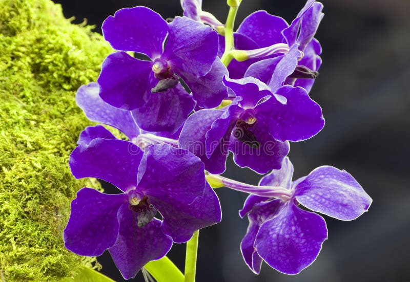 Purple Vanda hybrid