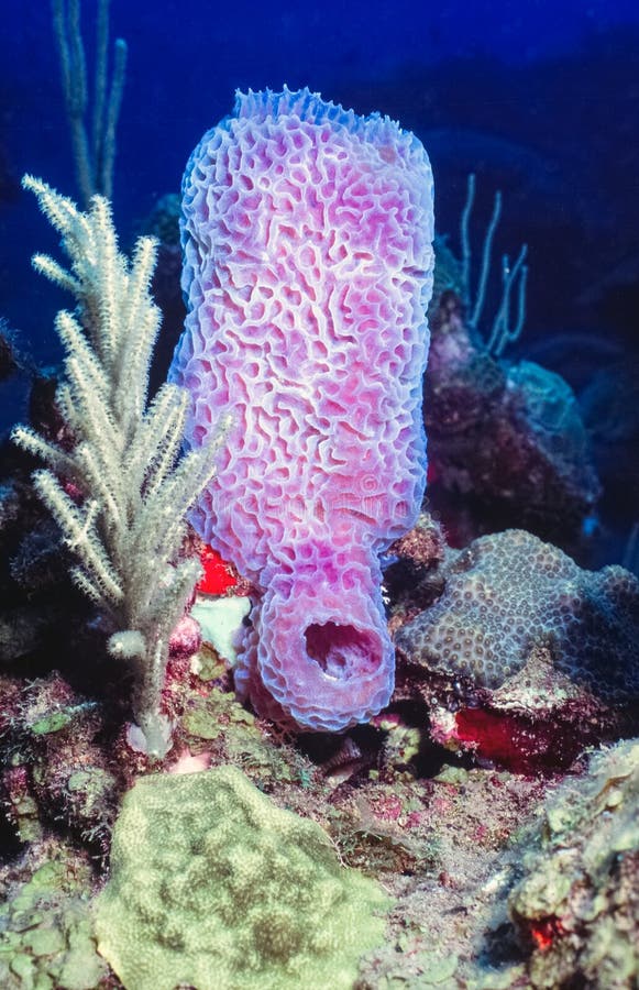 Purple vase sponge