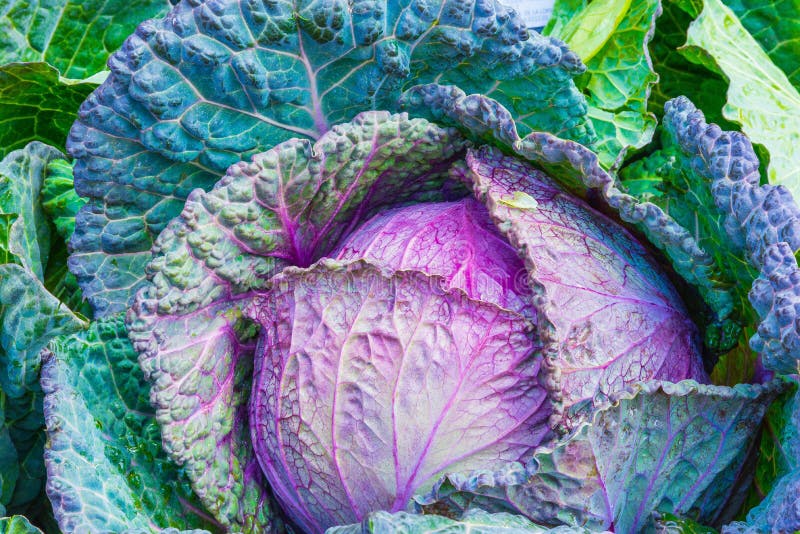 Purple, Vegetable, Leaf, Cabbage Picture. Image 92525957