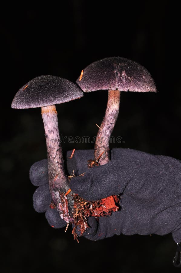 Purple violaceus Cortinarius mushroom.