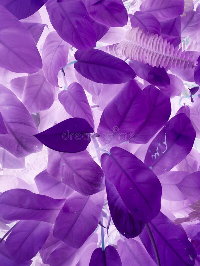 Purple or Violet Texture Pattern Background, Violet Ultra Concept Stock ...