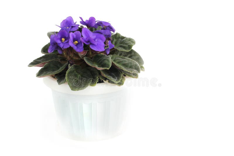 Purple violets in a pot on a white background royalty free stock photo Purple violets in a pot on a white background royalty free stock photo