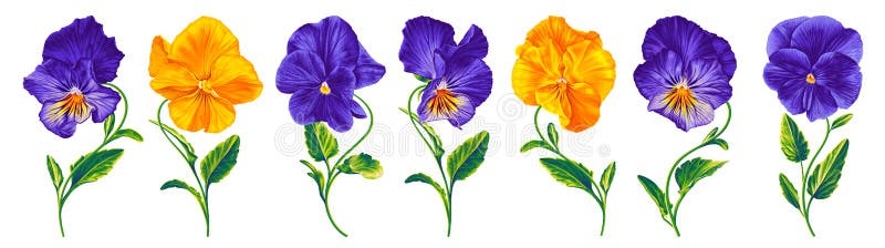 Set of vector realistic flowers Pansies, Viola.