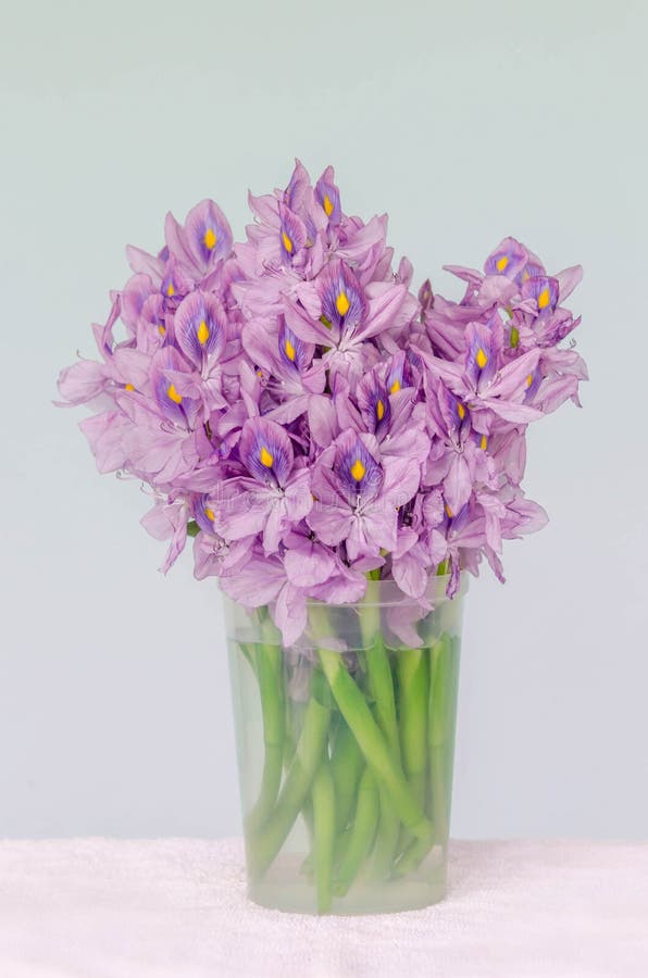 Purple water hyacinth stock image. Image of vase, bouquet - 62861523