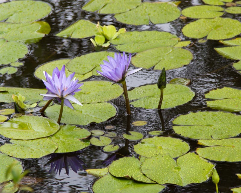 Purple Water Lilies royalty free stock photo Purple Water Lilies royalty free stock photo
