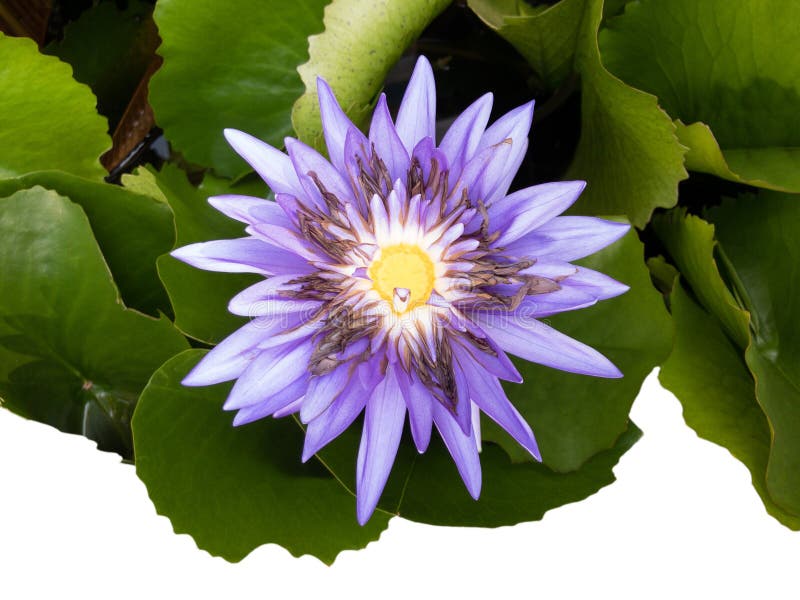 Purple water lilly , Isolated on white background stock images Purple water lilly , Isolated on white background stock images