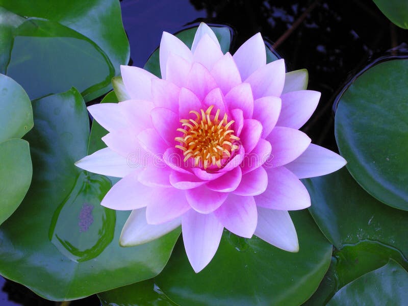 Purple Water Lily stock image. Image of blossom, gold - 4447179