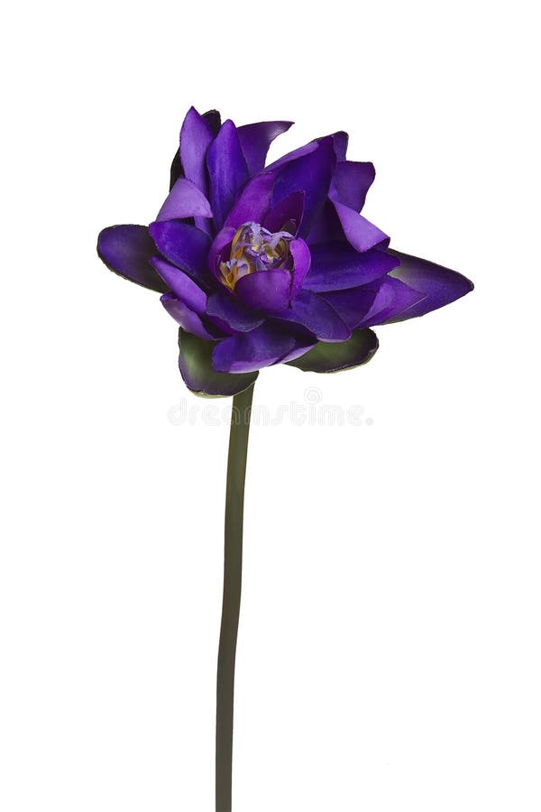 Purple Artificial Water Lily Flower Isolated White Stock Photos Free