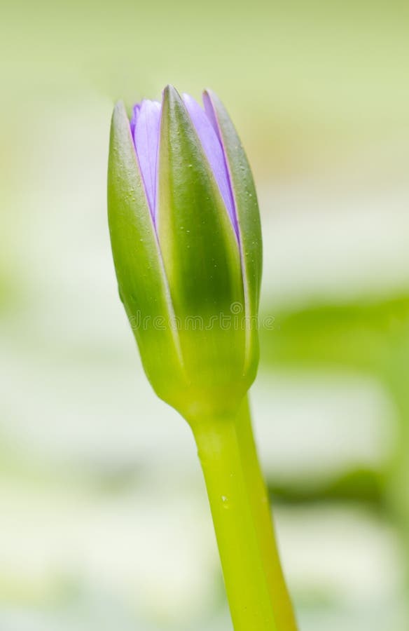 Purple Water Lily. stock image Purple Water Lily. stock image
