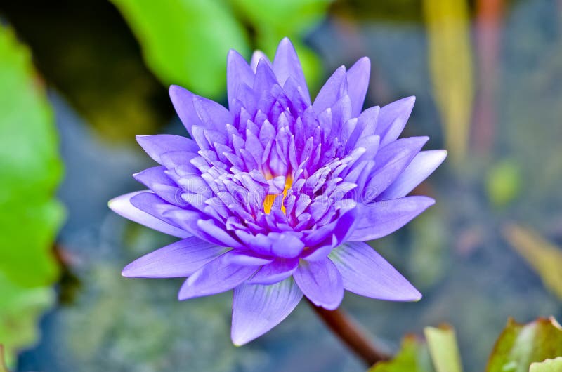 Purple water lily stock photo. Image of water, purple - 34182468
