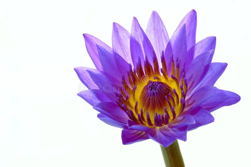 Purple water lily flower stock photo. Image of purple - 121097192