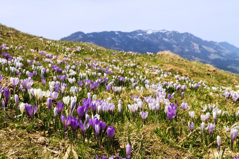Purple and White Crocus Alpine Flowers Blooming on Spring Stock Image