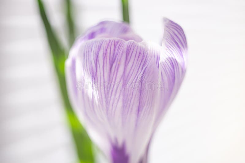 Purple white crocus flower closeup bud, side view.