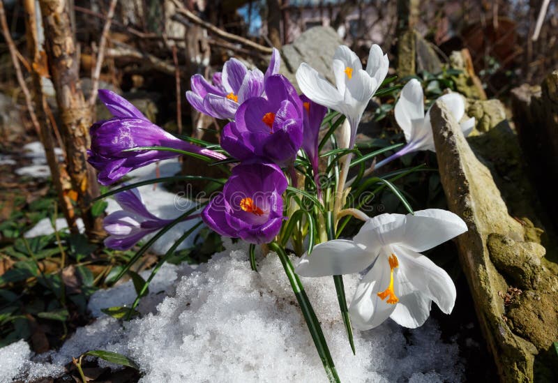 Spring crocus heuffelianus flowers on spring stony meadow royalty free stock photos Spring crocus heuffelianus flowers on spring stony meadow royalty free stock photos