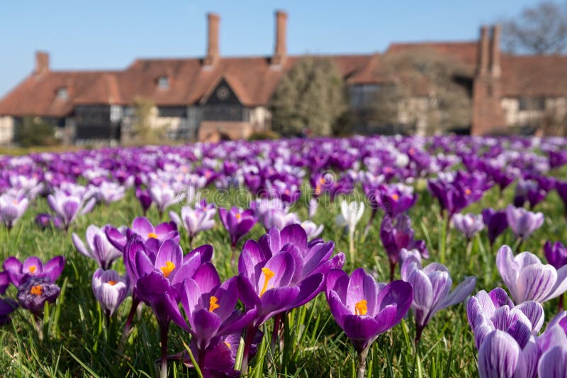 Purple And White Crocuses Photographed In Spring Growing In The Conifer