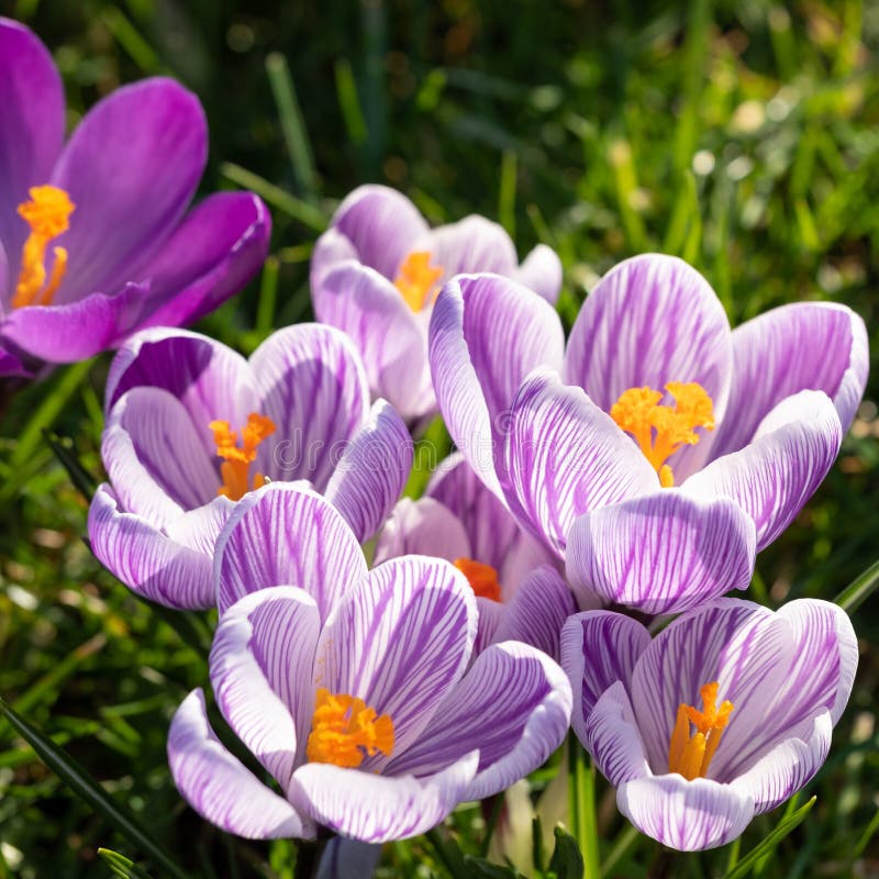 Purple And White Crocuses Photographed In Spring Growing In The Conifer