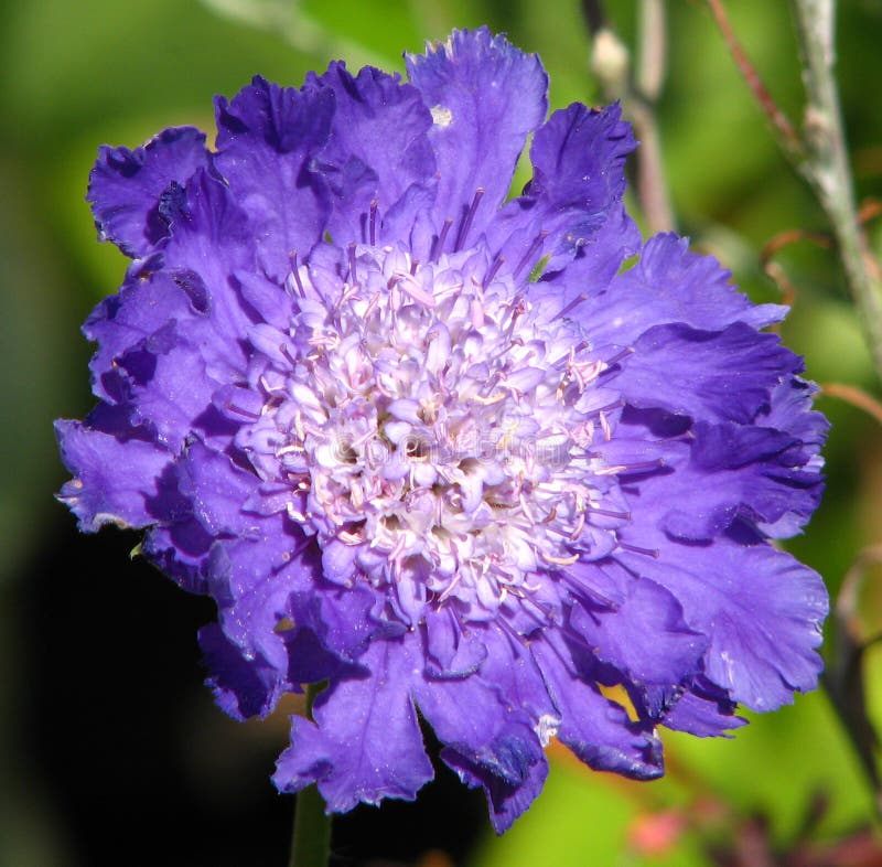 Purpleandwhite Flower 2 Picture. Image 86690981