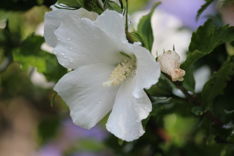 Purple and white flower heads of the hibiscus plant with water drops in the garden in the Netherlands. royalty free stock photography Purple and white flower heads of the hibiscus plant with water drops in the garden in the Netherlands. royalty free stock photography