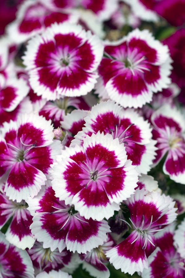 white and purple flowers white and purple flowers