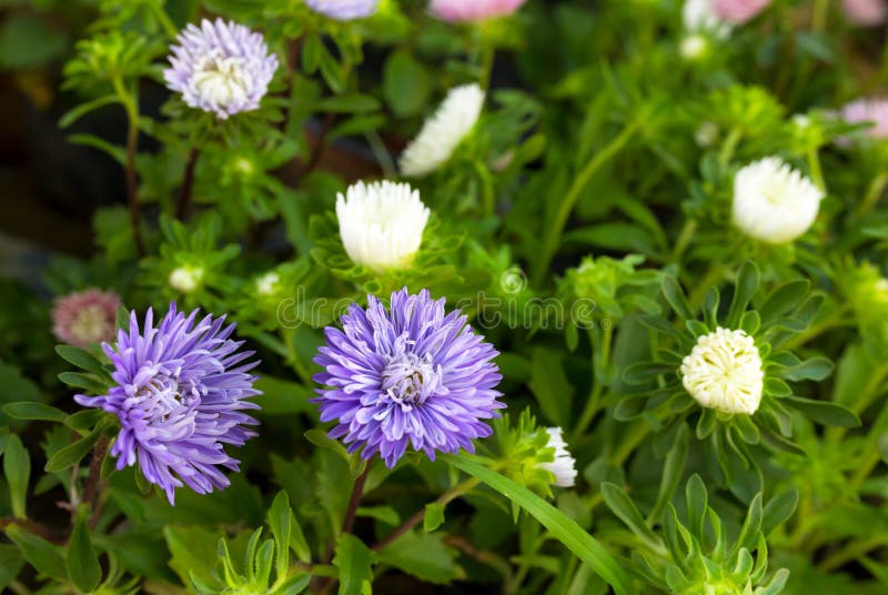 Purple and white flowers stock image.