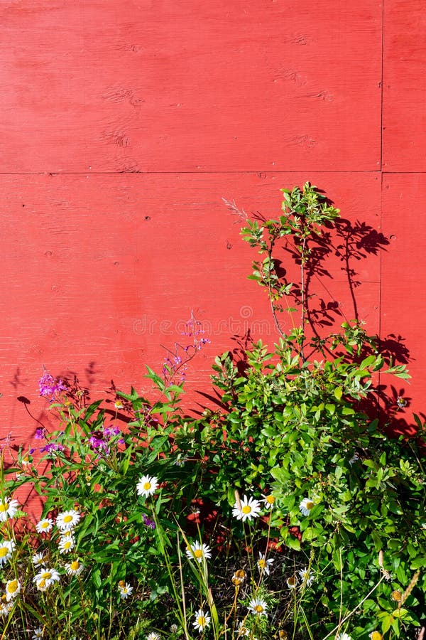 Purple and White Flowers Growing by a Red Barn Wall Stock Photo Image