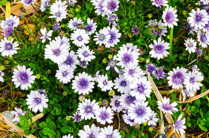 Purple and White Osteospermum Flowers in a Spring Season at a Botanical ...