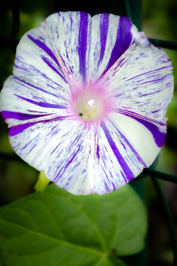 Purple and white striped  flower blooming