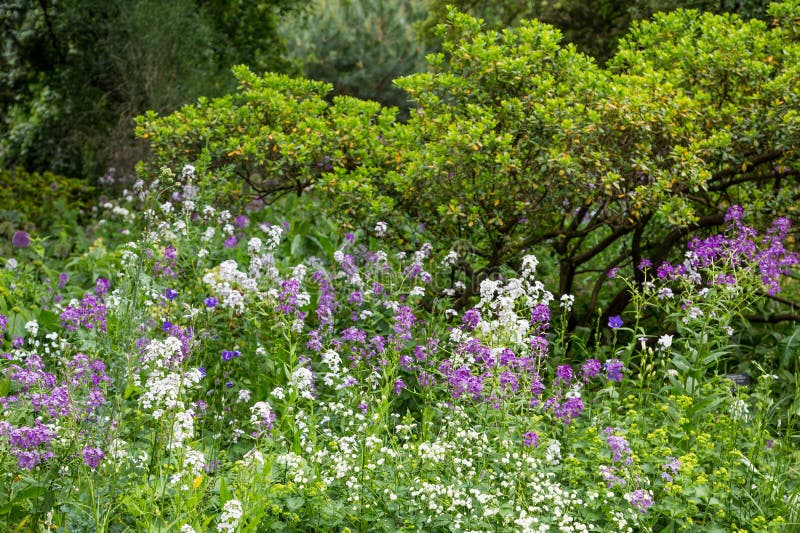 Purple and White Wildflowers in Field Stock Photo Image of blossom