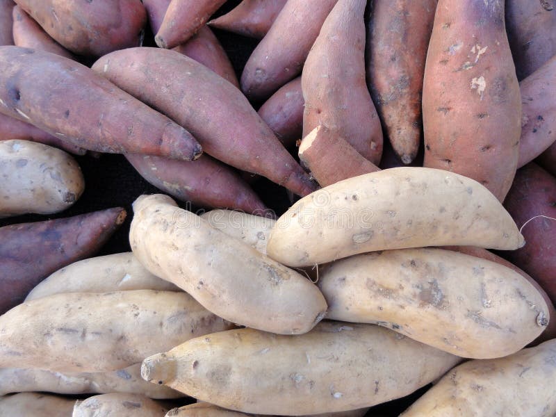 Purple And White Yams For Sale Stock Image Image 18262357