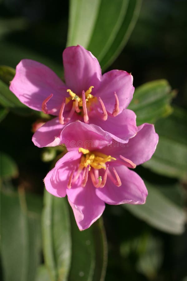 Purple wild Asian Melastoma flowers