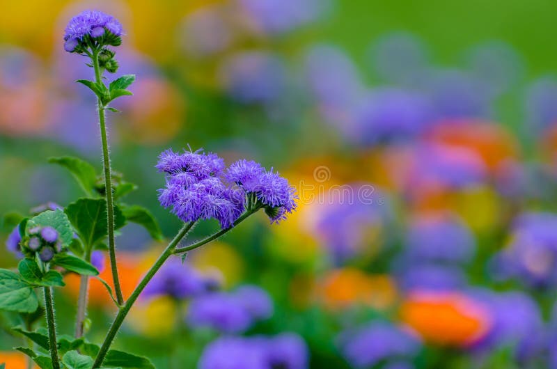 Purple wild flower - weed Ageratum conyzoides