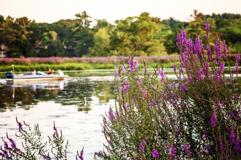 Purple wild flowers and a boat on the Charles River in Summer