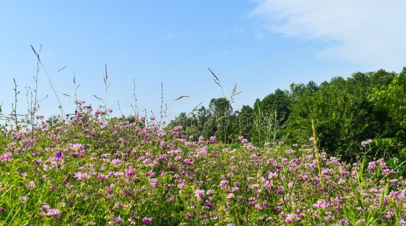 Purple wild flowers field in a sunny summer day with green grass and bright blue sky. Styled stock photo with beautiful flowers in